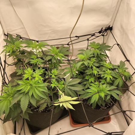 Sticky Broccoli - Eternity Cup 2026