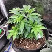 Sticky Broccoli - Eternity Cup 2026