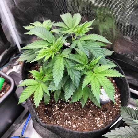 Sticky Broccoli - Eternity Cup 2026