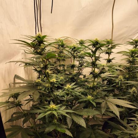 Zkittlez