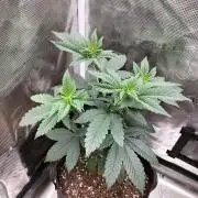 Pink Gelato