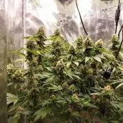 Monkey Grease