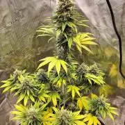 Northern lights
