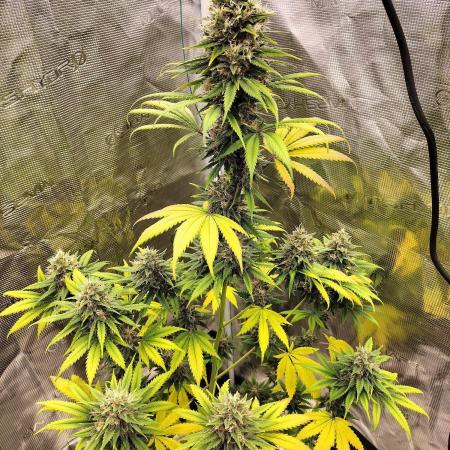 Northern lights