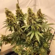 Zkittlez