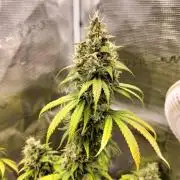 Candy