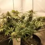Orange Bud 2.0