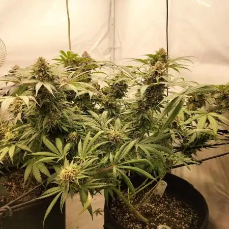 Orange Bud 2.0
