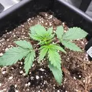 Gorilla Auto