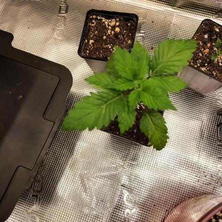 Sticky Broccoli - Eternity Cup 2026