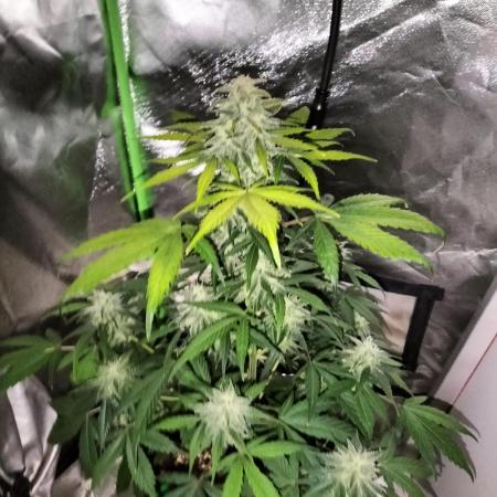 Jack Herer Auto