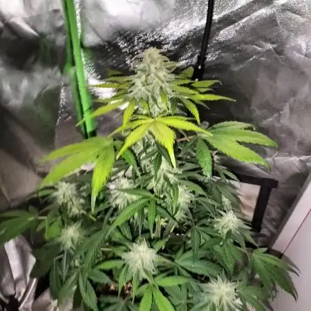 Jack Herer Auto