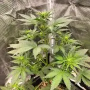 Blackberry Auto #2