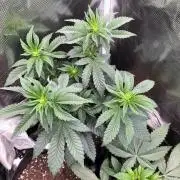 Pink Gelato