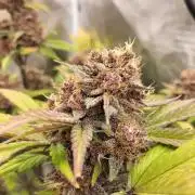 Blackberry Auto #2