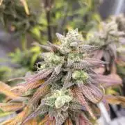 Strawberry Gorilla Auto