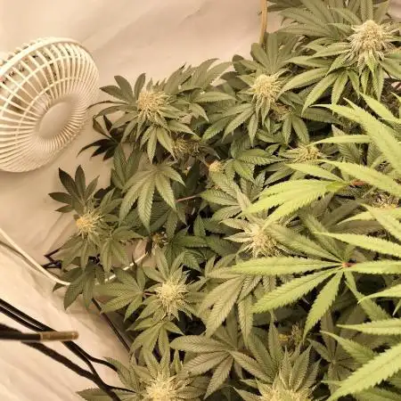 Ice Cream Haze