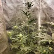 Northern lights