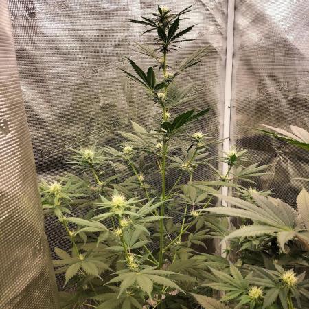 Northern lights