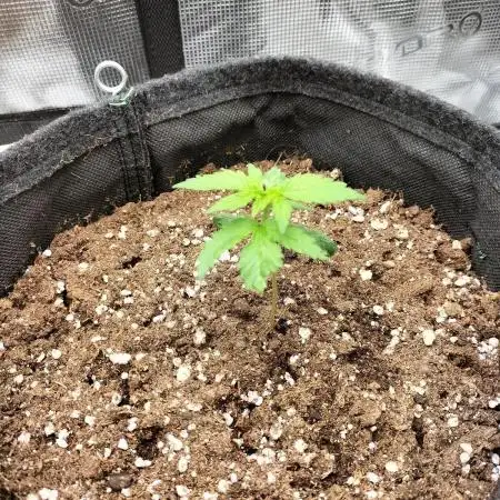 Jack Herer Auto