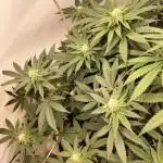 Ice Cream Haze