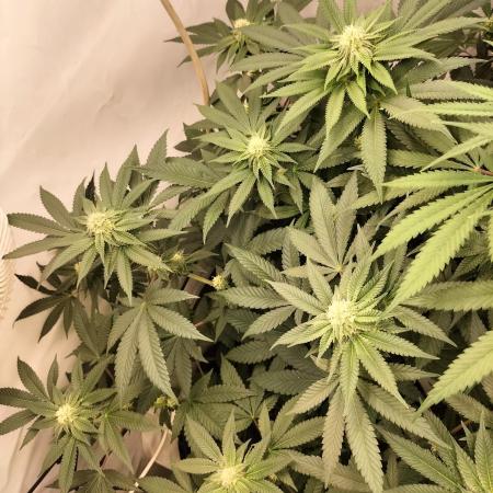Ice Cream Haze