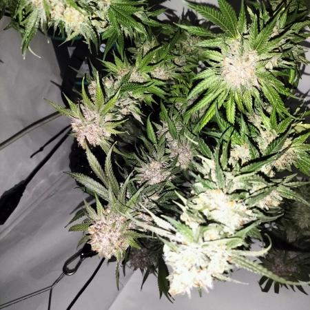 Orange Bud 2.0