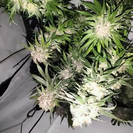Orange Bud 2.0