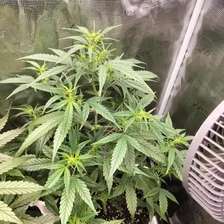 Amnesia Haze Auto
