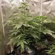 Northern lights