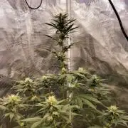 Northern lights