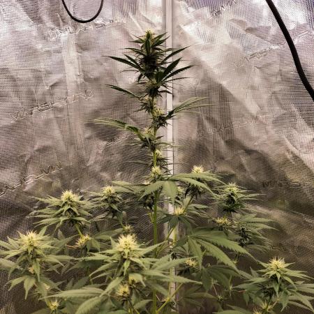 Northern lights