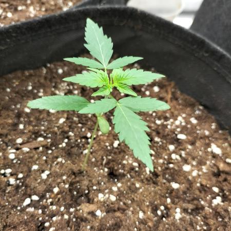 Amnesia Haze Auto