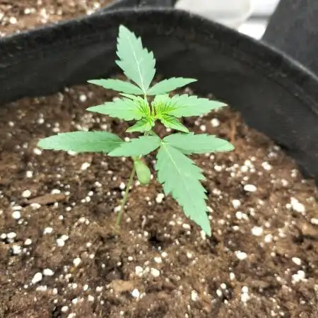 Amnesia Haze Auto