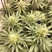Zkittlez