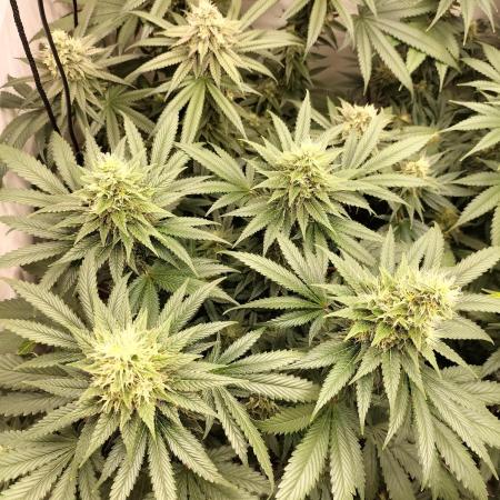 Zkittlez