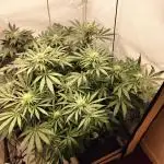 Orange Bud 2.0
