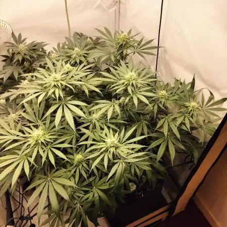Orange Bud 2.0