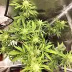AK 47 XXL Auto