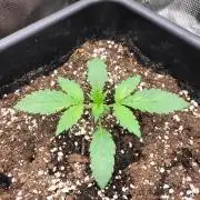 LSD25 Auto