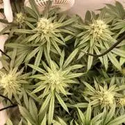 Amnesia Haze Fast