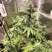 Candy