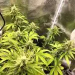 AK 47 XXL Auto