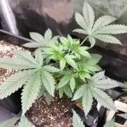 Zkittlez