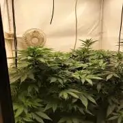 Shaman / Jack47