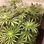 Orange Bud 2.0