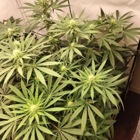 Orange Bud 2.0