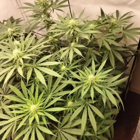 Orange Bud 2.0