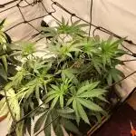 Orange Bud 2.0