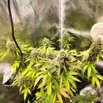 AK 47 XXL Auto